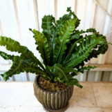 アスプレニウム　プリカーツム　観葉植物
