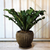 アスプレニウム　プリカーツム　観葉植物