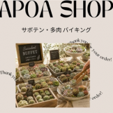 多肉サボテン　アポアショップ　三重園芸店