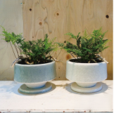 トキワシノブ 猫の手 シダ植物　観葉植物