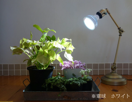 観葉植物　育成ライト