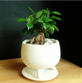 miniがじゅまる 観葉植物
