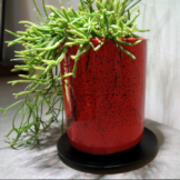 リプサリス　プリスマティカ　観葉植物