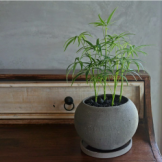 シェフレラ　ルフィーナ　観葉植物