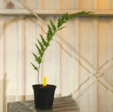 ドリナリア　リギデュラ　ホワイティ　観葉植物