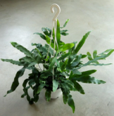 フレボディウム　ブルースター　観葉植物