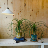 トックリラン ノリナ　観葉植物