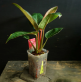 フィロデンドロン ピンクバーキン　観葉植物