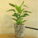 ストレリチア 鉢植え　観葉植物