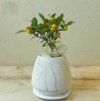 アポアショップ キンズ 盆栽 鉢植え アポアショップ キンズ 盆栽 鉢植え