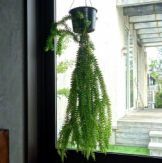 フペルジア　フレグマリウルス　観葉植物