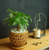miniパキラ鉢植え　観葉植物