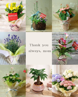 Mother's day　カラー鉢植え　アンスリウム