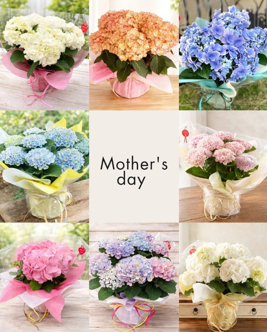 Mother's day　あじさい　アポアショップ