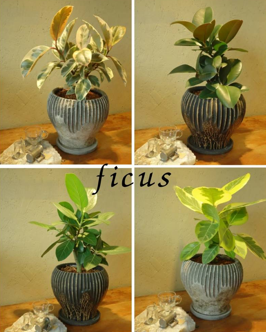 フィカス 鉢植え　アポアショップ
