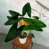 アロカシア　ゼブリナ　観葉植物