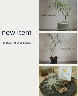 観葉植物新商品　アポアショップ