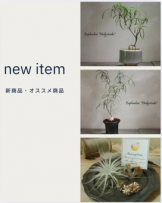 観葉植物新商品　アポアショップ