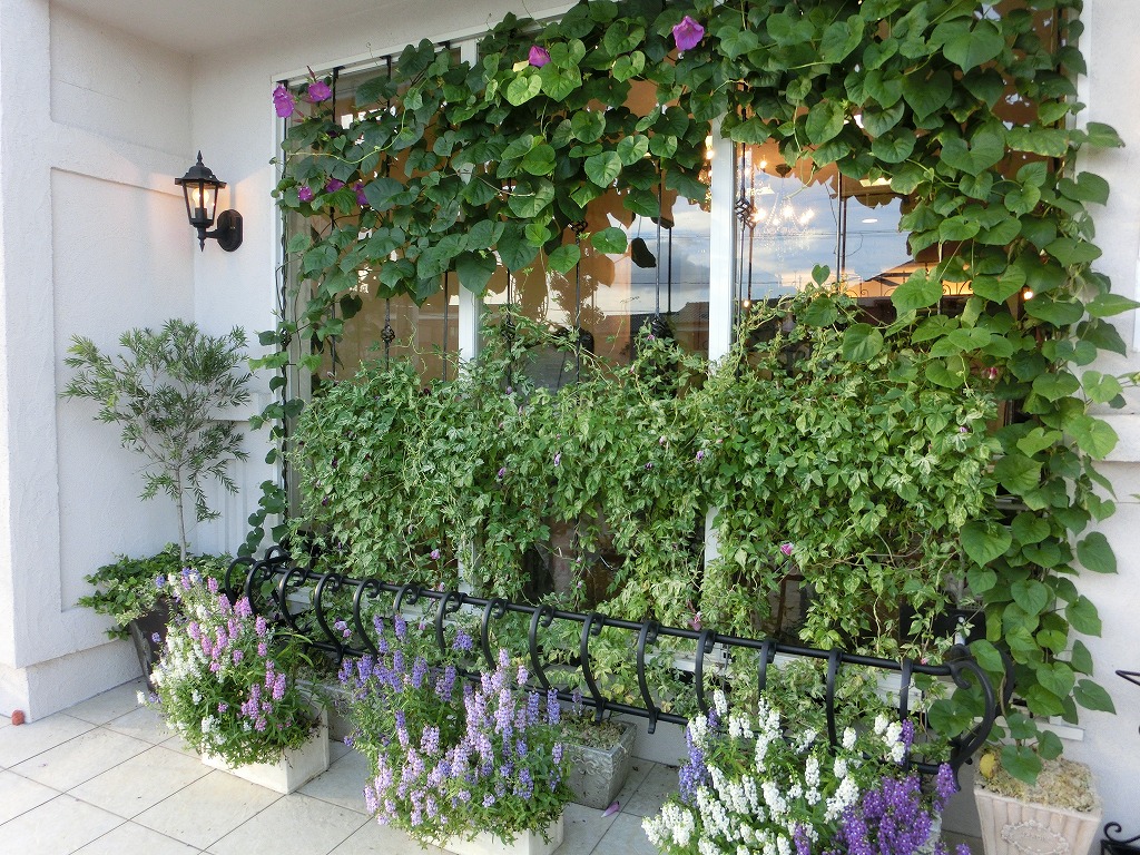 西日 南の光を遮る壁面緑化 西洋朝顔とアンゲロニアのコラボ 三重県津市 ブラッサム 三重県の店舗設計 店舗改装 アポア
