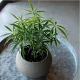 シェフレラ　ルフィーナ　観葉植物