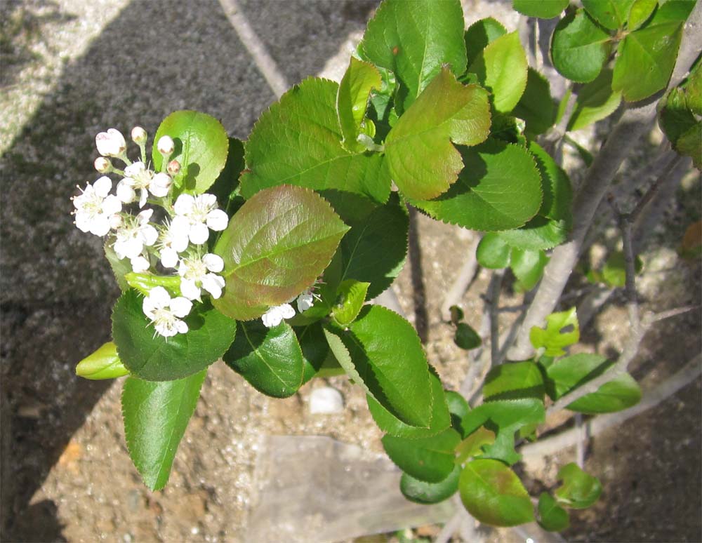 耐寒性が高く 乾燥にも耐えうる落葉低木 アロニアチョコベリー Tsy 001 三重県の店舗設計 店舗改装 アポア