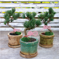 アポアショップ 五葉松 盆栽 お正月飾り アポアショップ 五葉松 盆栽 お正月飾り