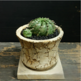 ユーフォルビア　メロホルミス　寄せ植え