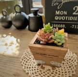 父の日　多肉植物