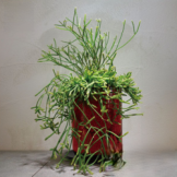 リプサリス　プリスマティカ　観葉植物