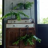 エピフィルム　クリソカルディウム　観葉植物