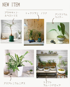 観葉植物　アポアショップ